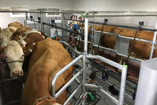 Izmuzište 2x4 Basic