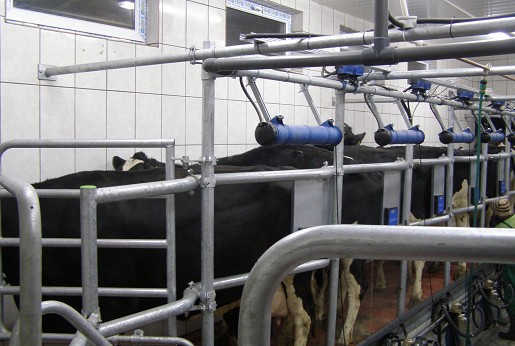 Izmuzište 2x7 riblja kost  - ACR