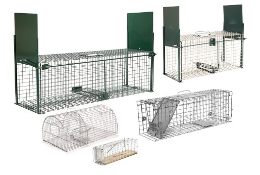 Kako se izboriti sa invazijom glodara i drugih štetočina?