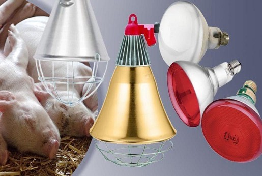 Grejalice za prasad – sijalice ili grejne ploče?