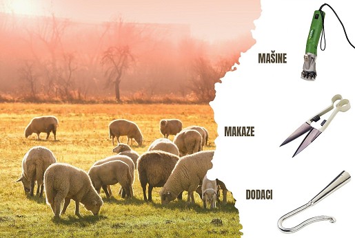 Moje ovce su vesele i skaču ceo dan posle šišanja!