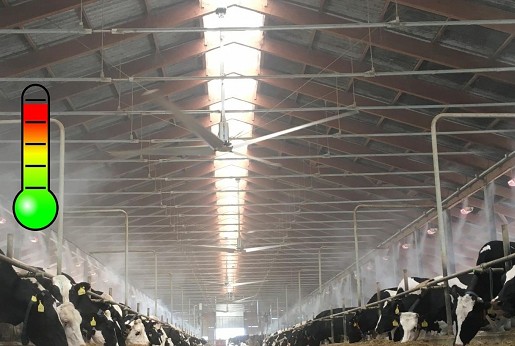 Kako rashladiti krave tokom letnjih vrućina?