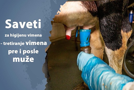 Saveti za higijenu vimena – tretiranje vimena pre i posle muže