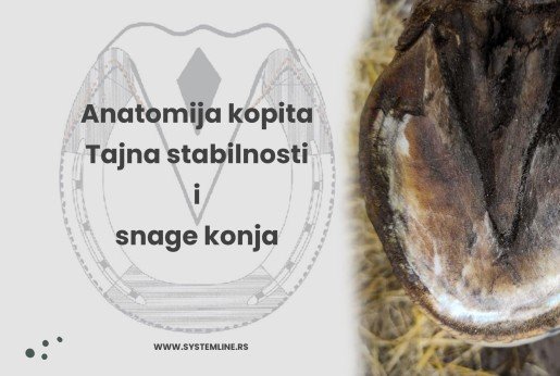 Anatomija kopita – Tajna stabilnosti i snage konja