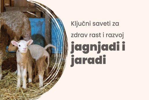 Ključni saveti za zdrav rast i razvoj jagnjadi i jaradi