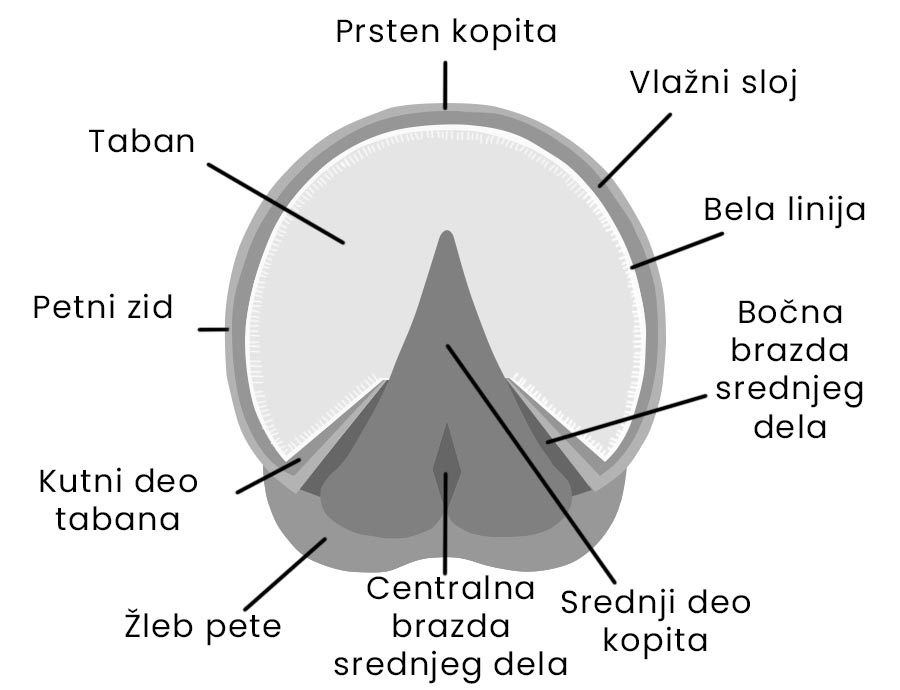 Anatomija kopita