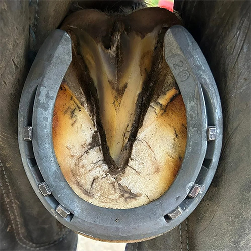 HardTop ekseri za potkivanje konja