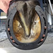 Kerckhaert potkovice – pouzdano rešenje za svakodnevno potkivanje