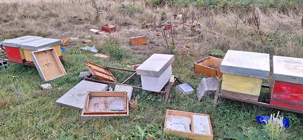 Zaštita košnica od divljači: Kako električna ograda može spasiti vaše pčele?
