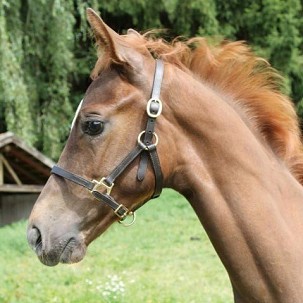 Ular za konje kožni braon ždrebe