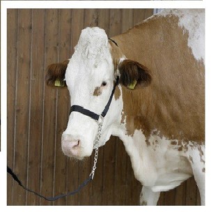 Kaiš sa lancem za vođenje krava bikova
