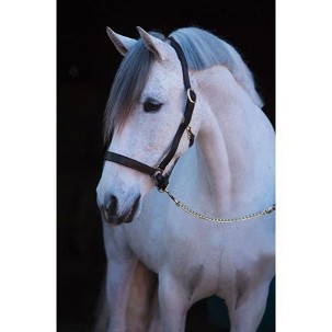 Ular za konje kožni crni 2cob Eco