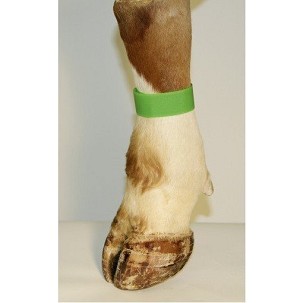 Traka samolepljiva za obeležavanje nogu zelena 10/1