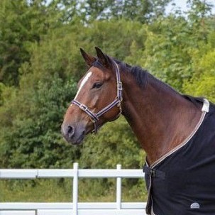 Ular za konje plavo - sivo 2 cob