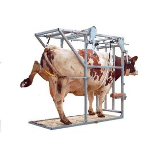 Boks za obradu papaka za krave  model SA0018