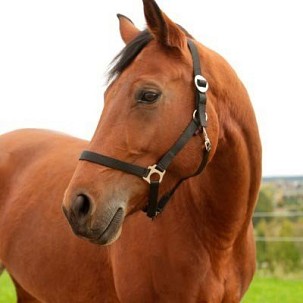 Ular za konje Hippo crni 4 xfull