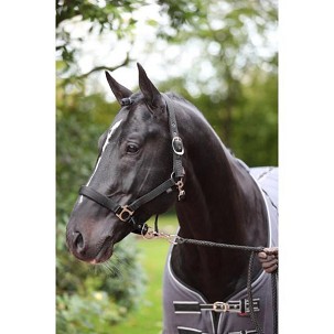 Ular za konje Dexter crni 2 cob