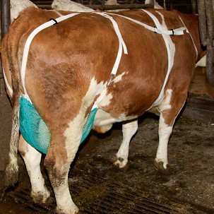 Držač vimena za krave XL