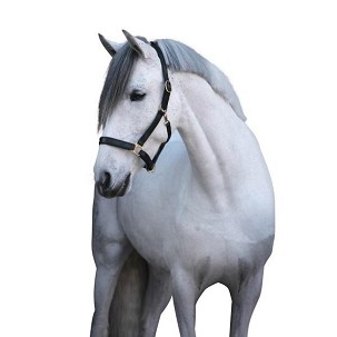 Ular za konje kožni crni 4 XFull Eco