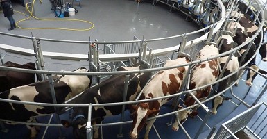 Roto fejőrendszerek